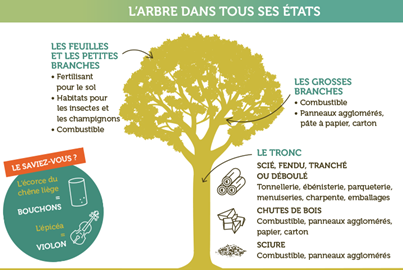 ONF L'arbre dans tous ces états